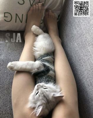 龙珠英雄在线观看完整版免费_4K在线视频播放